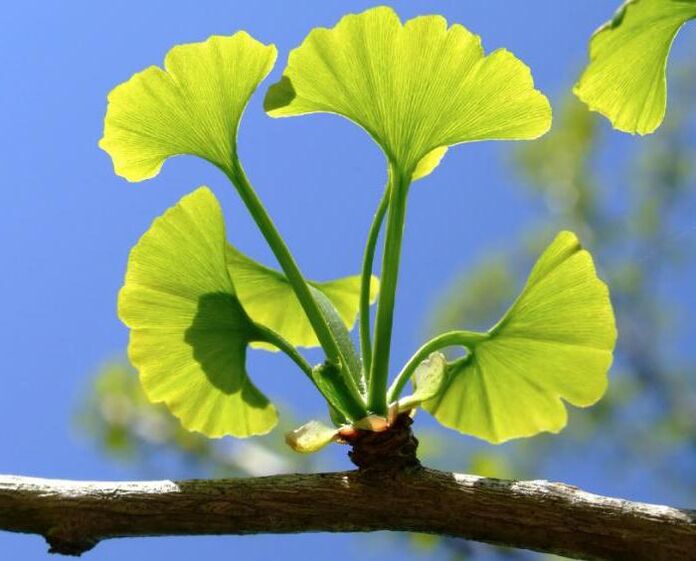 Ginkgo Biloba para a ampliación do pene